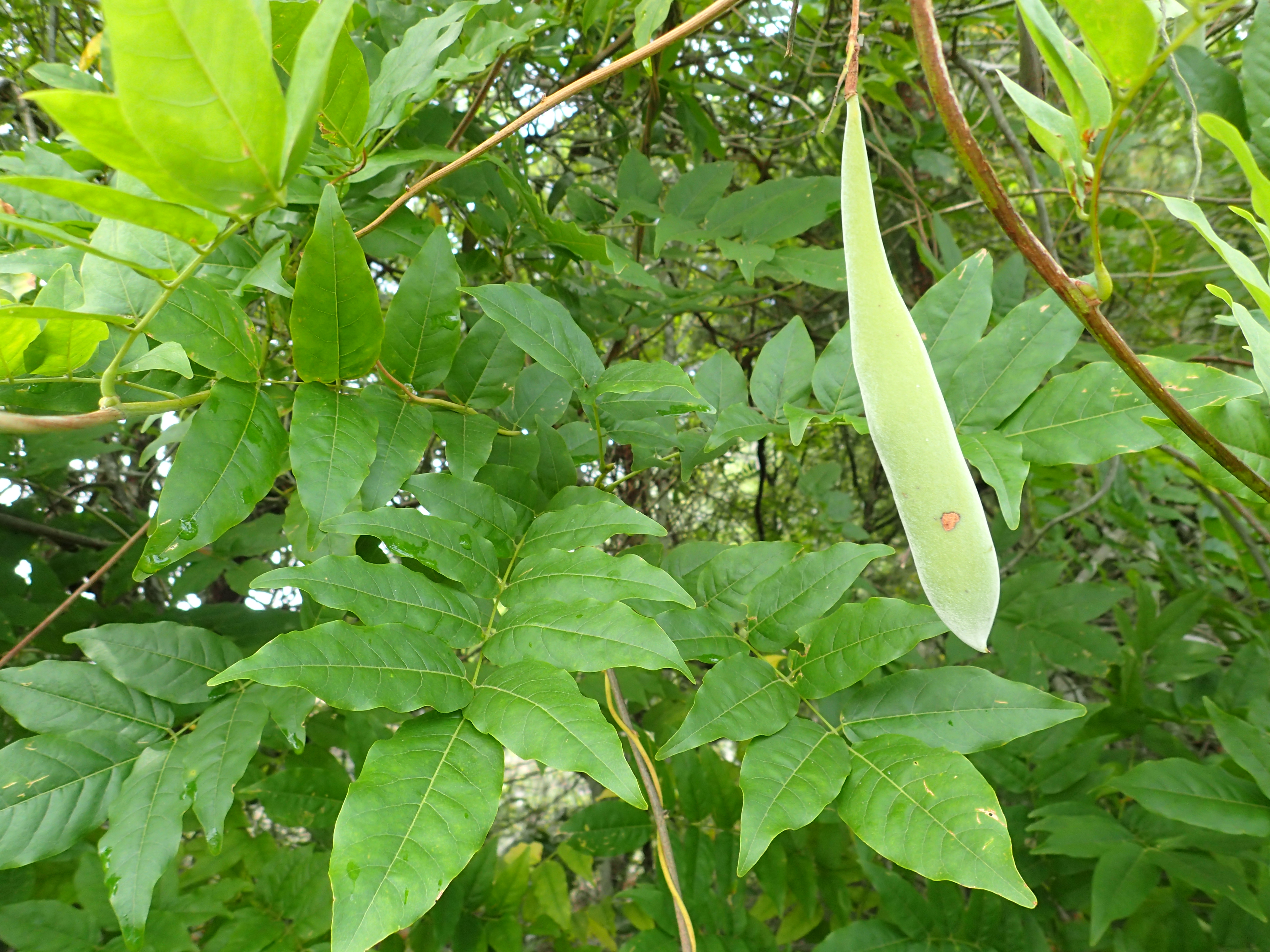 Chinese wisteria fuzzy fruits/legumes