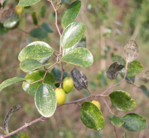 Ziziphus mauritiana