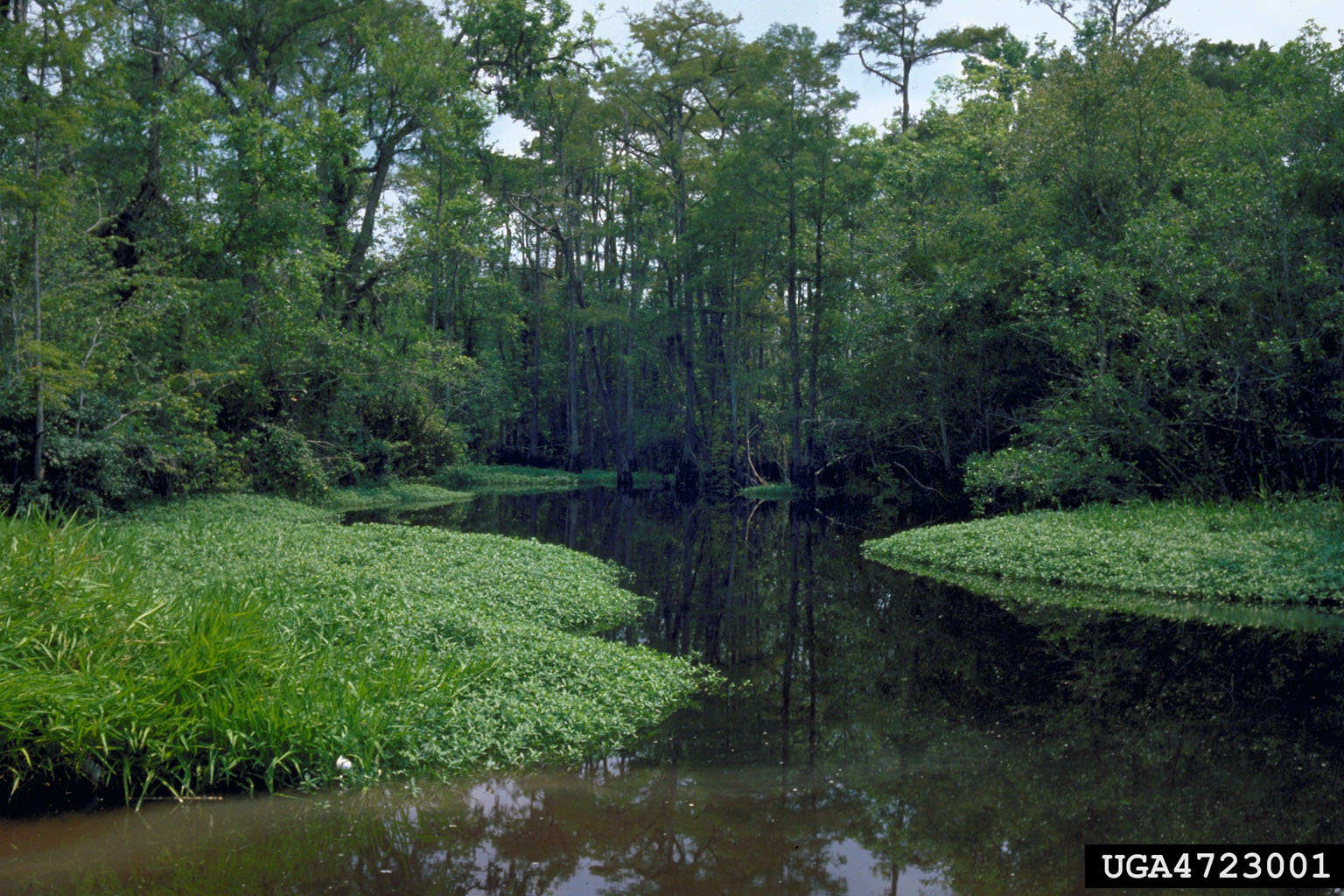 A monoculture of alligatorweed growing from the shore into the shallow water.