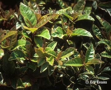 Ardisia japonica