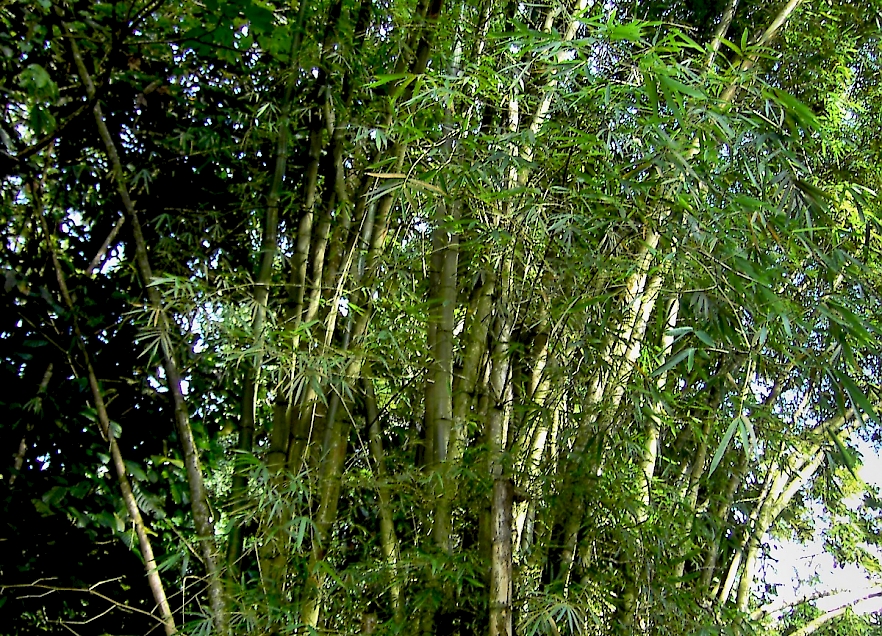 Bambusa spp.