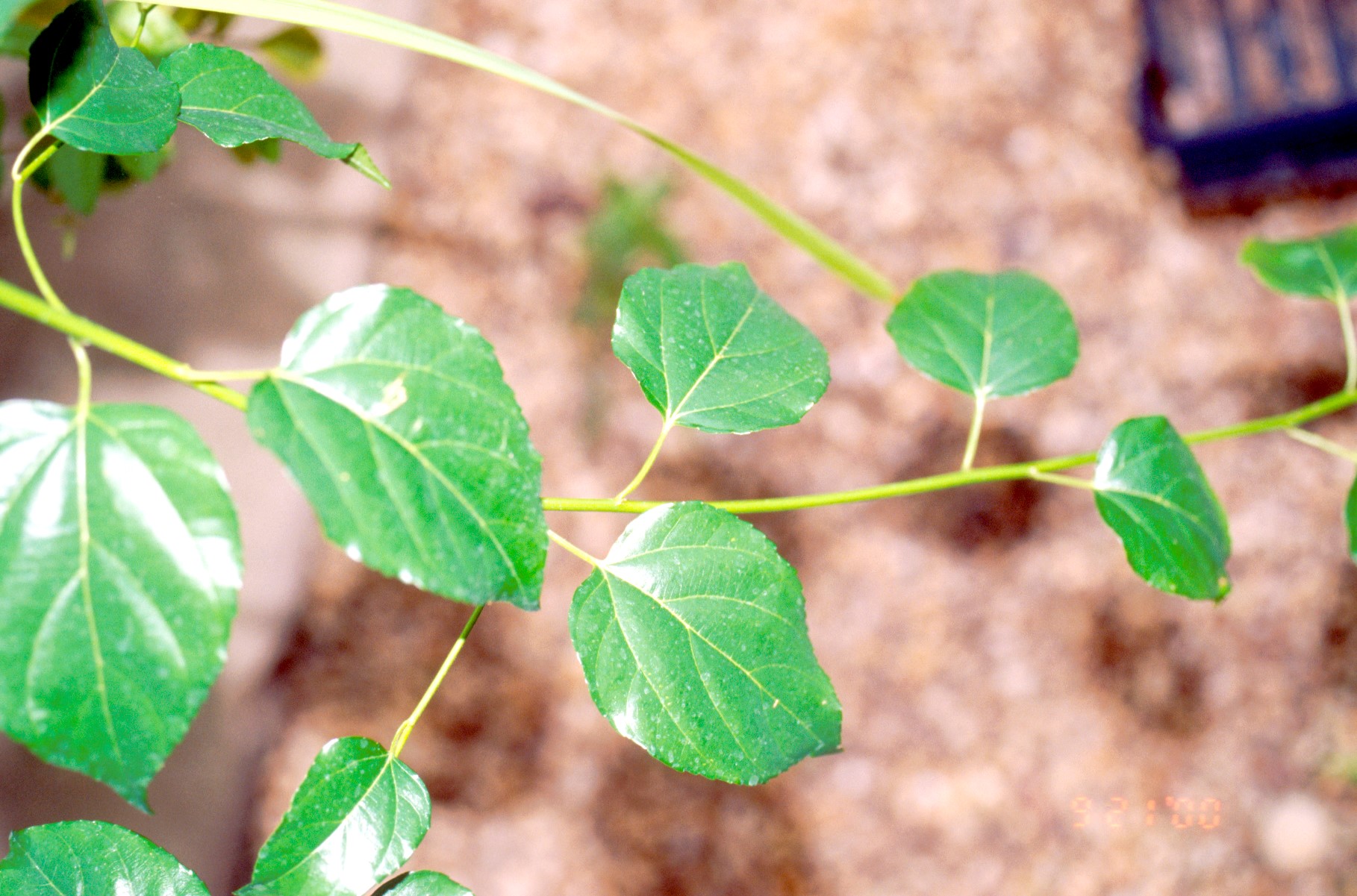 Colubrina asiatica