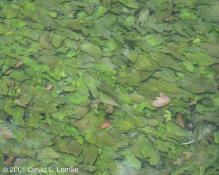 Cryptocoryne walkeri