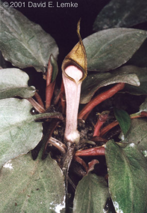 Cryptocoryne walkeri