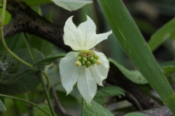 Dalechampia scandens