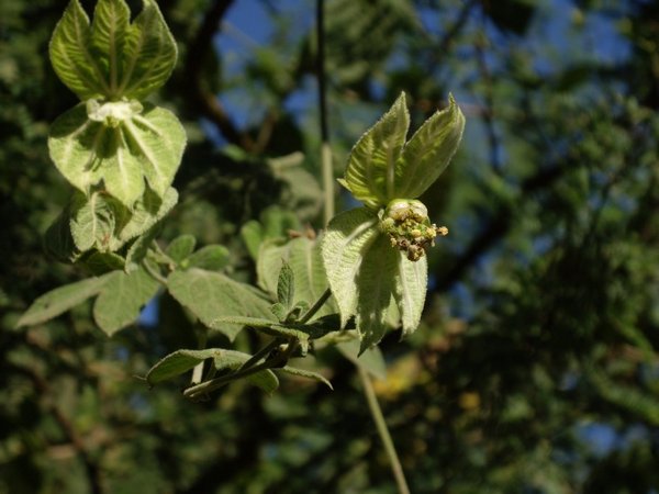 Dalechampia scandens