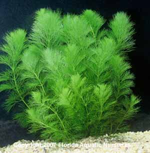 Limnophila indica