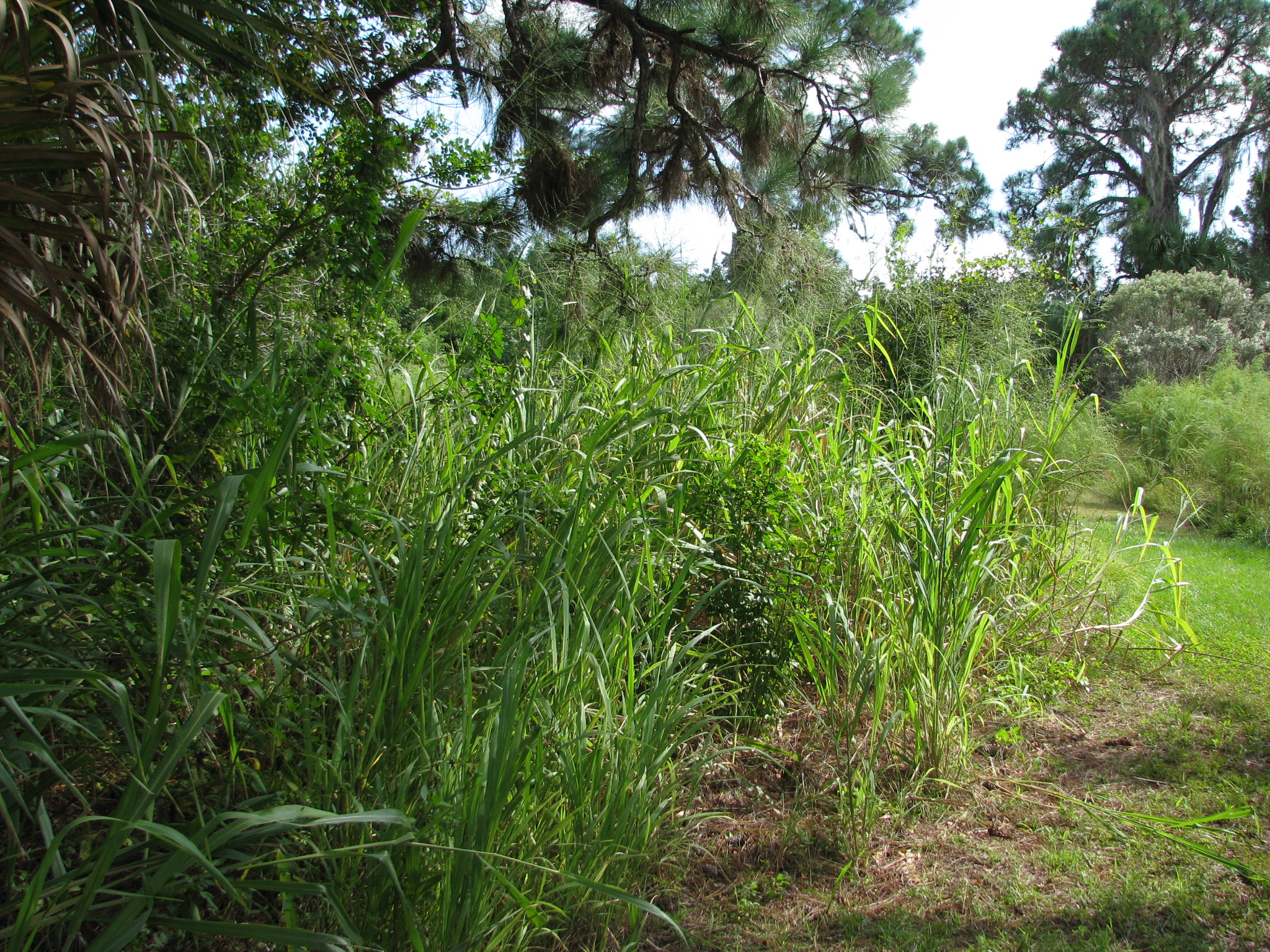 Urochloa maxima