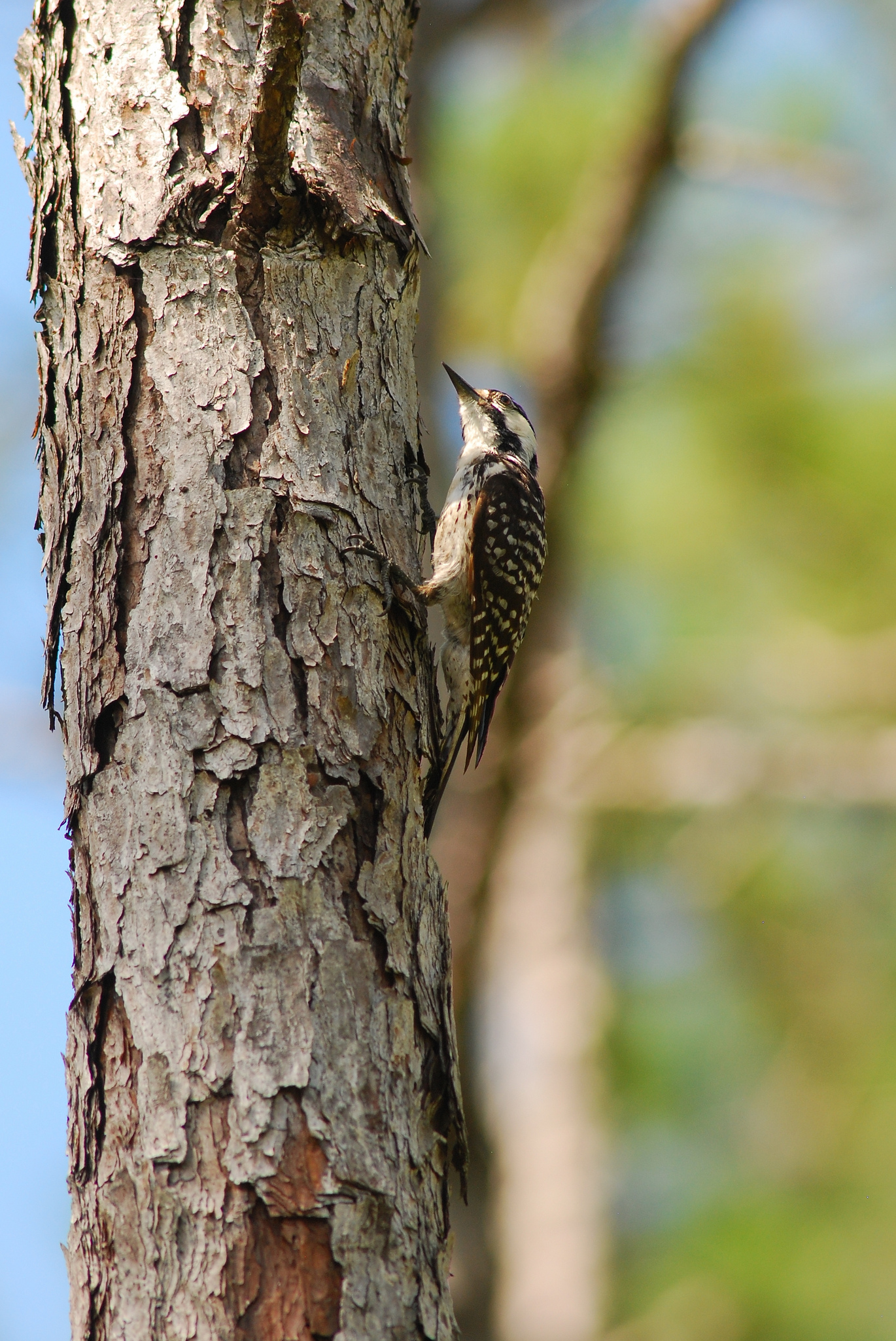 Woodpecker on tree