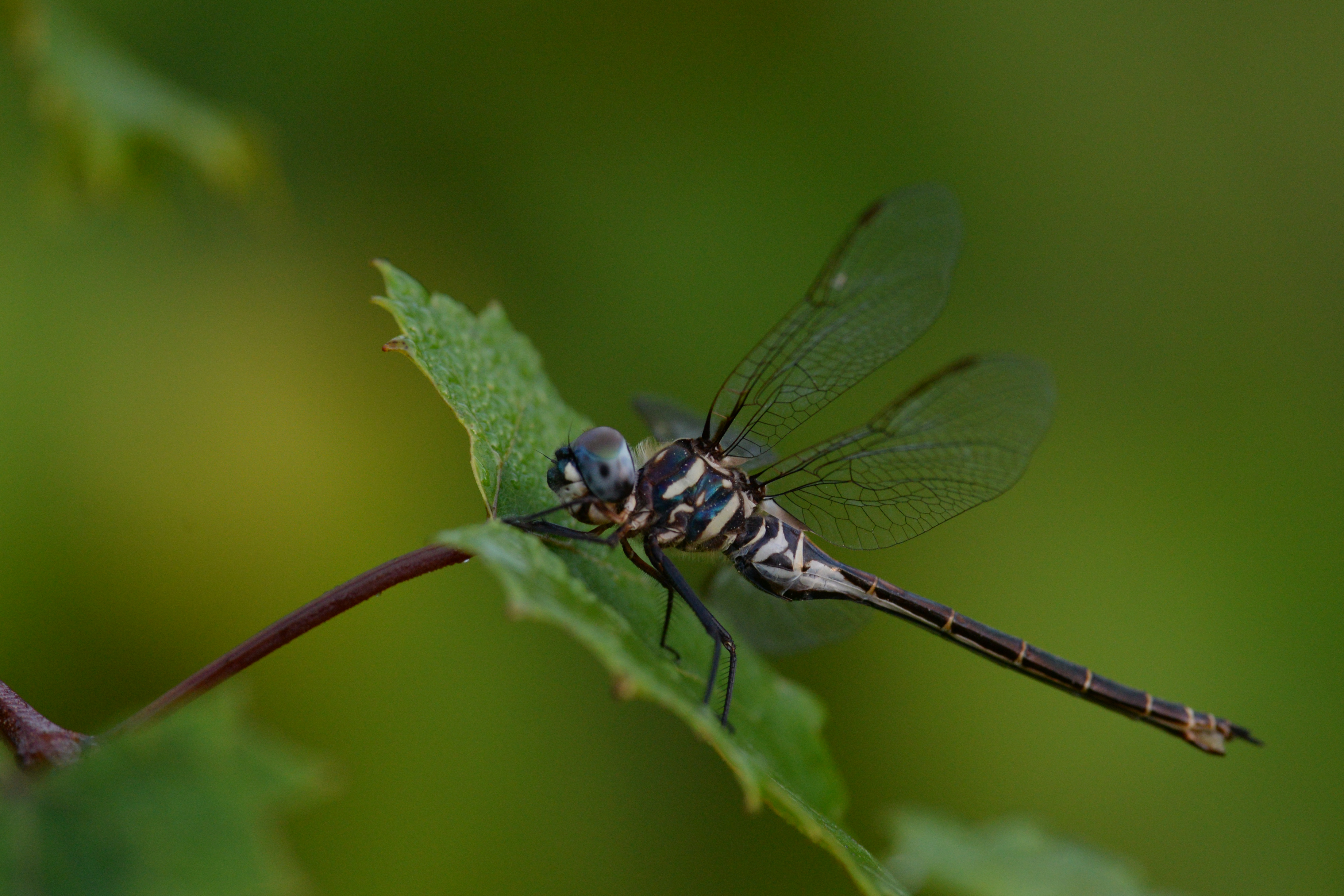 A dragonfly on a leaf 