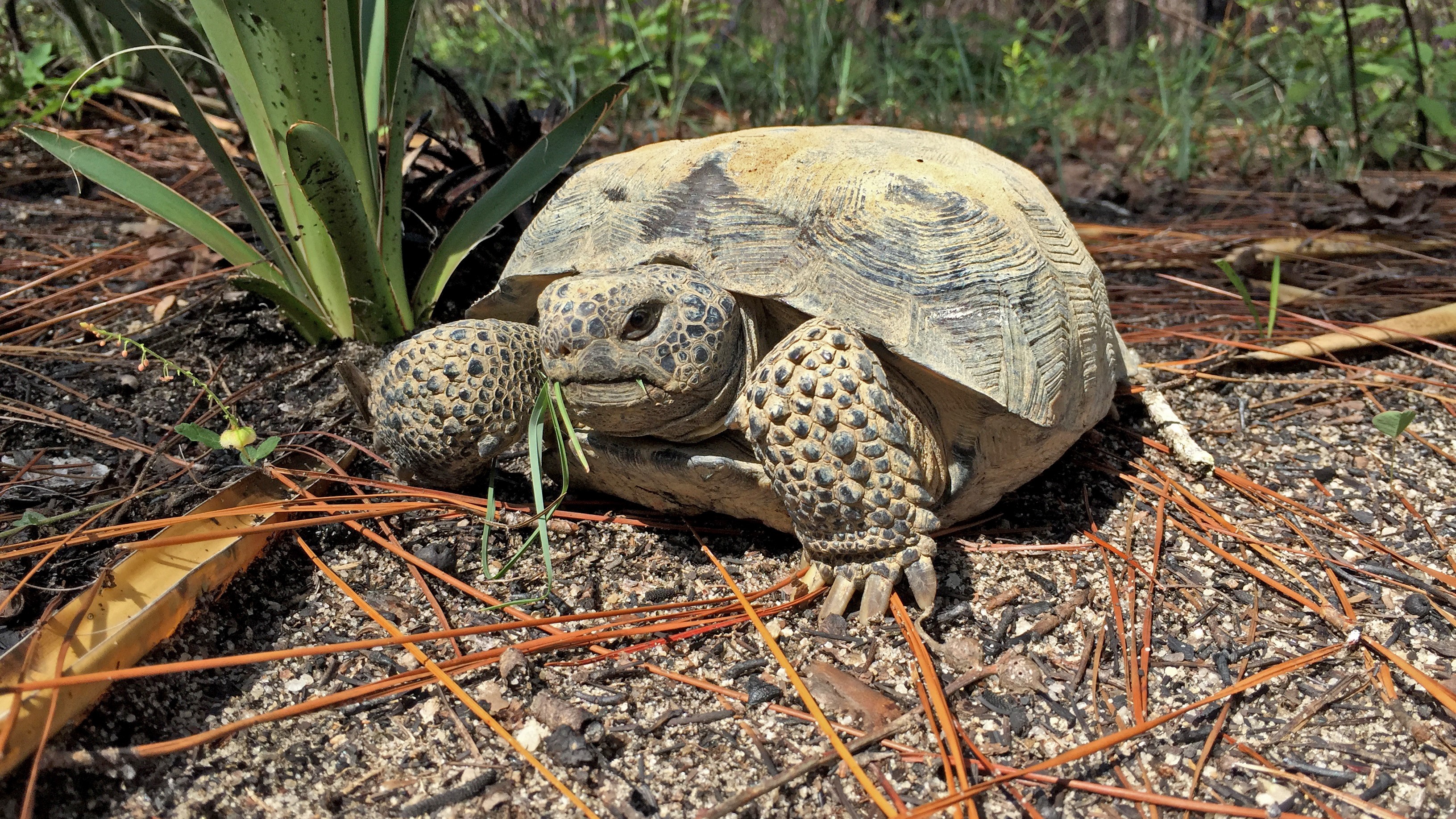 Picture of a Gopher tortoise eating