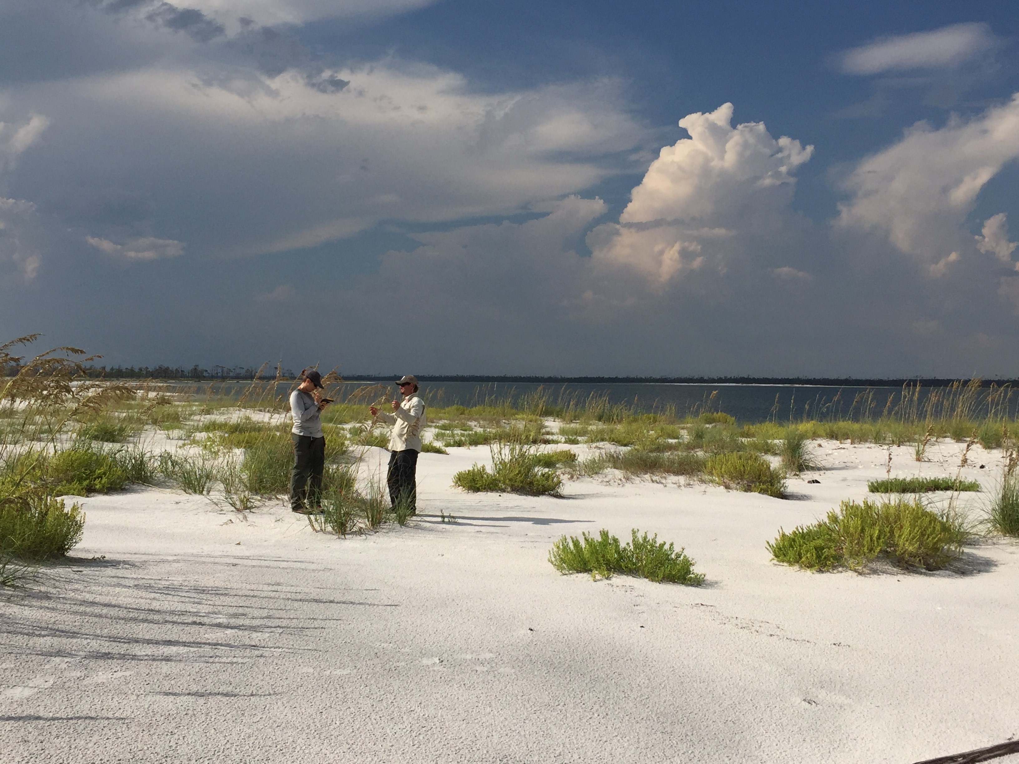 FNAI field scientist surveying for Calopogon multiflorus