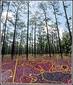 Field work in a pine landscape