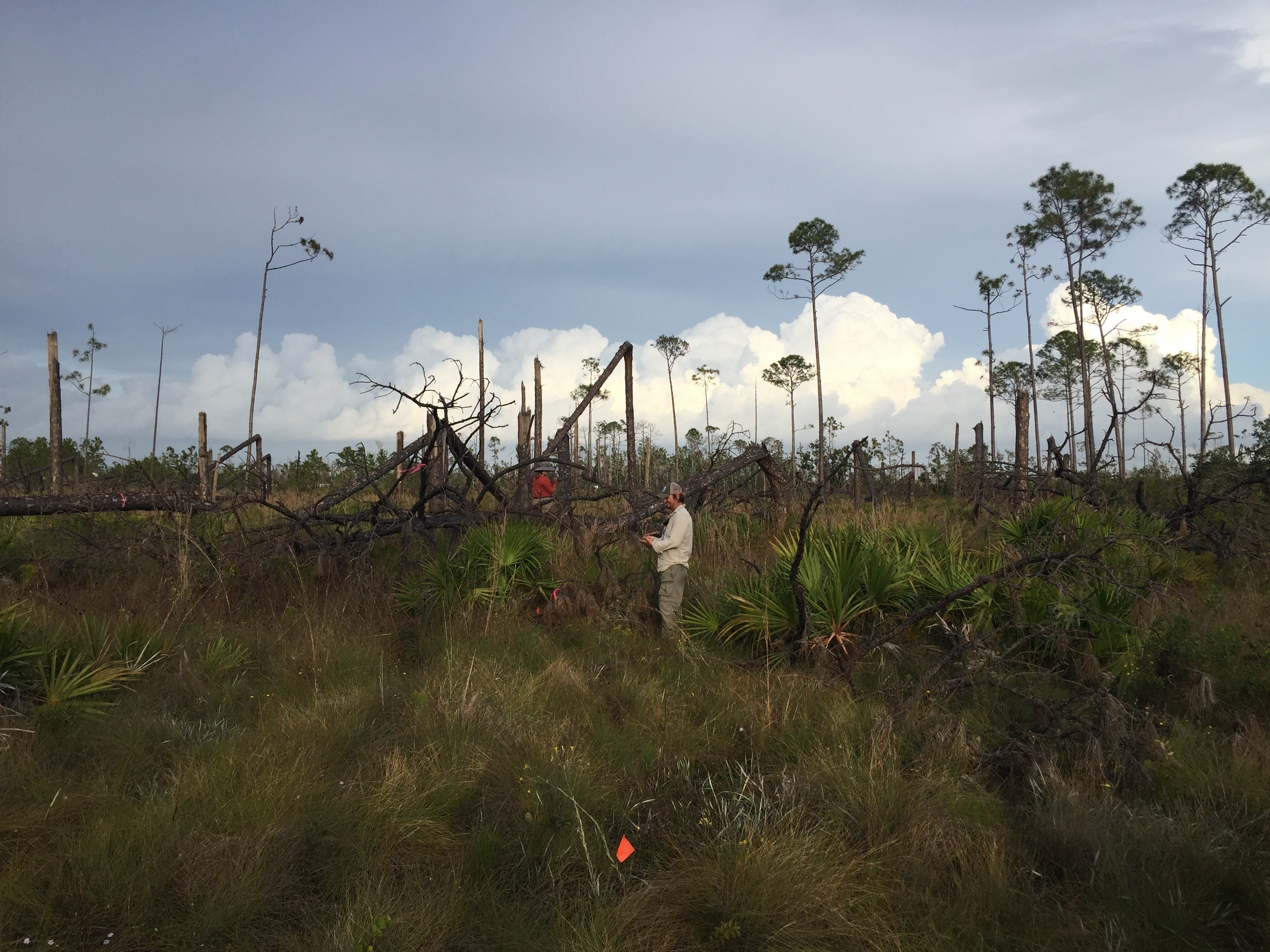 Hurrican damaged area with field staff