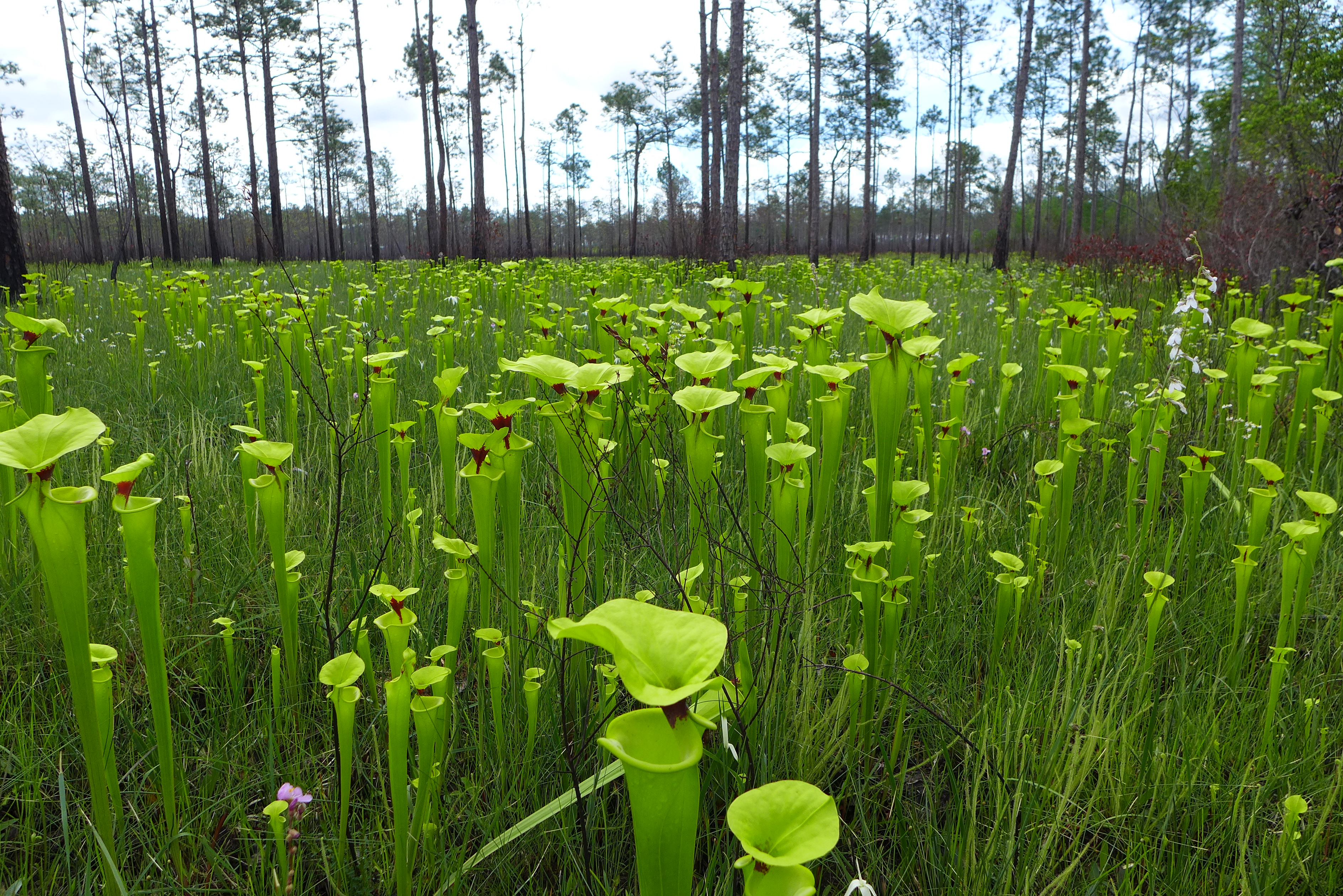 Apalachicola National Forest